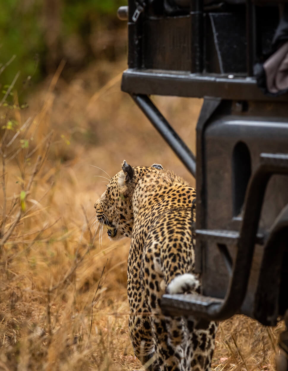 Wildlife Tours